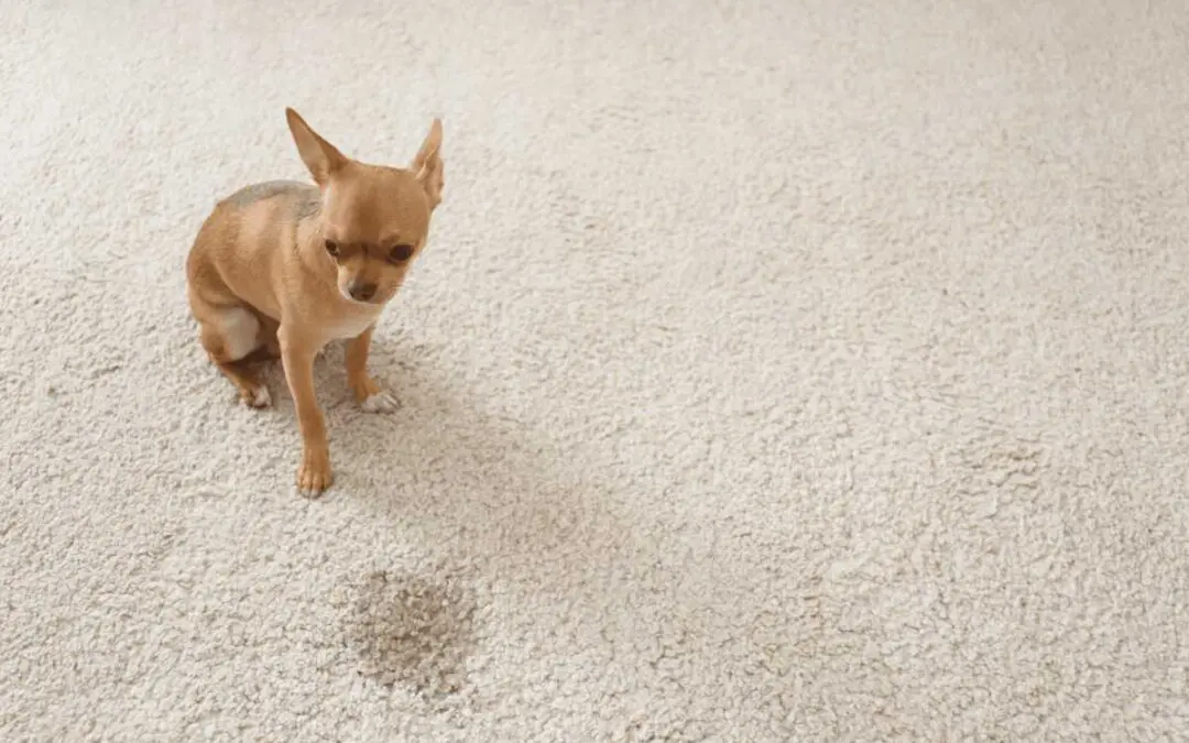 How to Remove Stubborn Pet Stains from Your Carpet