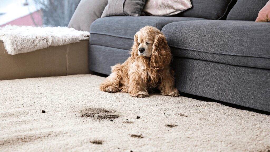The Best Carpet Cleaners for Pet Stains Science & Solutions