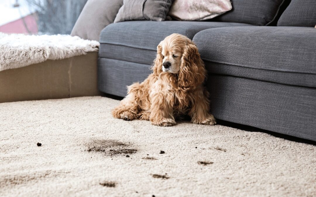 The Best Carpet Cleaner for Pet Stains: Science & Solutions