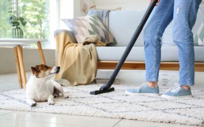 Tips for Pet-Friendly Residential Carpet Cleaning in Dallas TX: Removing Odors and Stains
